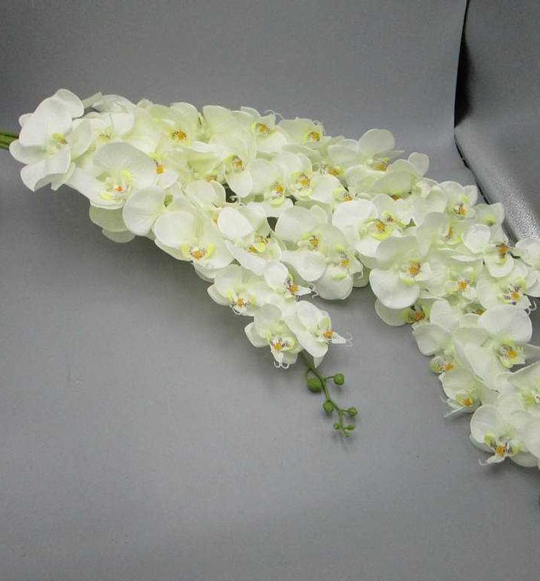 ORCHID HANGING BUSH X 5 M image