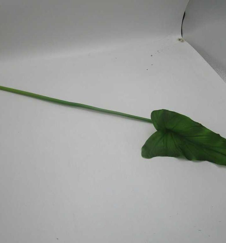 Artificial pvc middle cal image