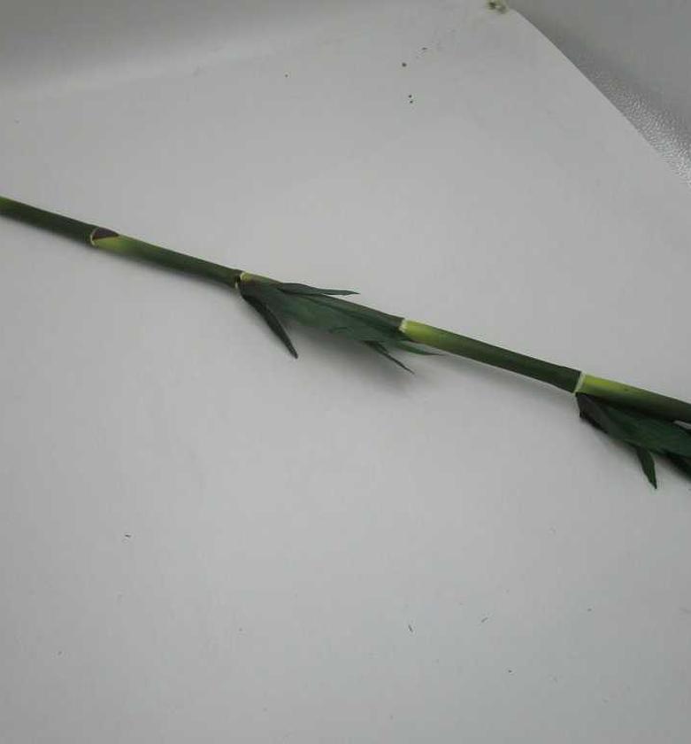 Artificial bamboo stick   image