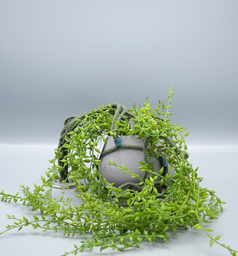 Bean Leaf in Hanging Ceme image