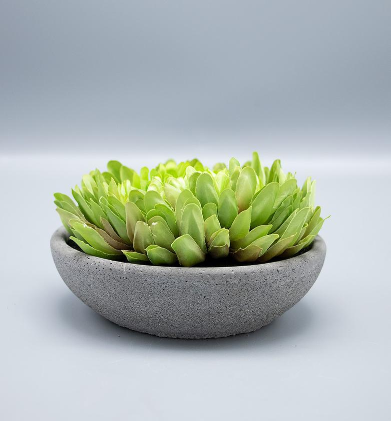 Chrysanthemum in Cement P image