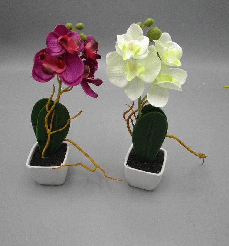 19CM MINI ORCHID POTTED 7 image