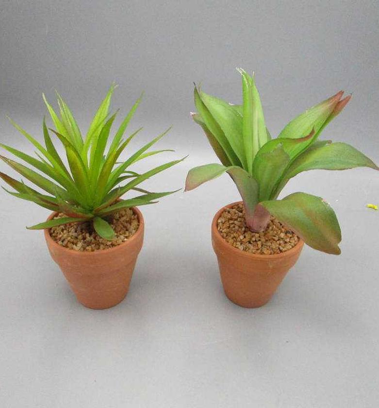 SUCCULENT IN CERAMIC POT image