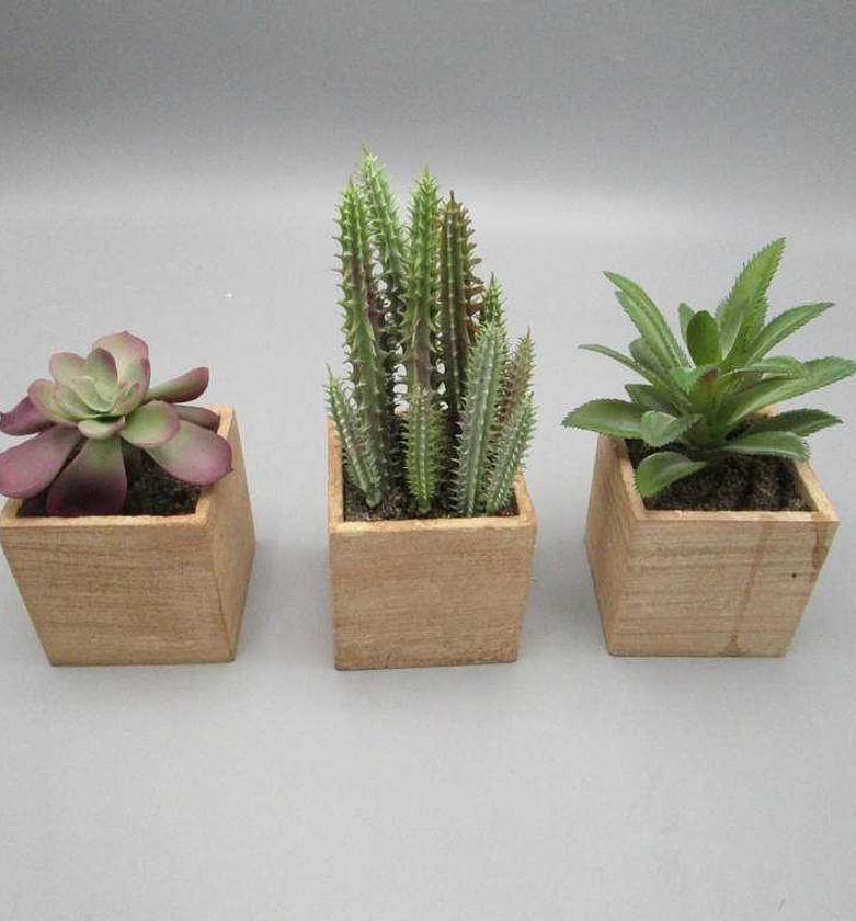 CUCTUS IN PAPER POT X M 4 image