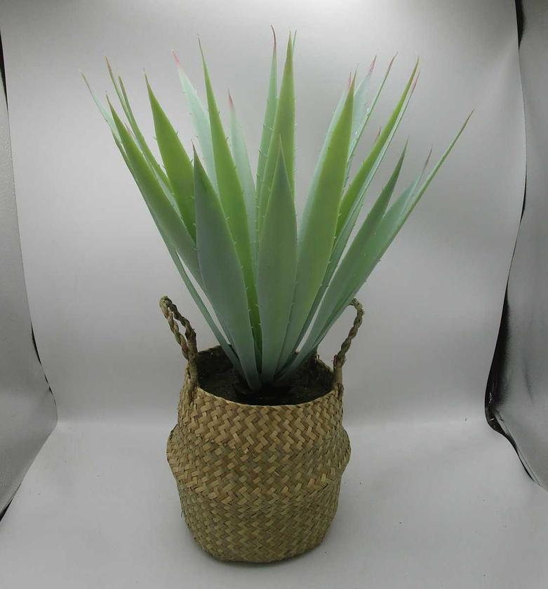 Artificial aloe in basket image