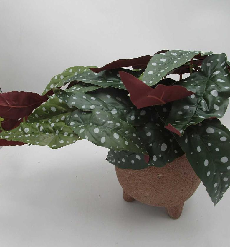 Artificial taro in cement image