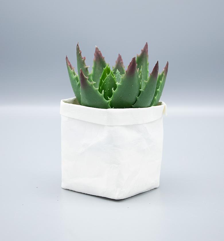 Aloe in Paper Pot 8.89cm image