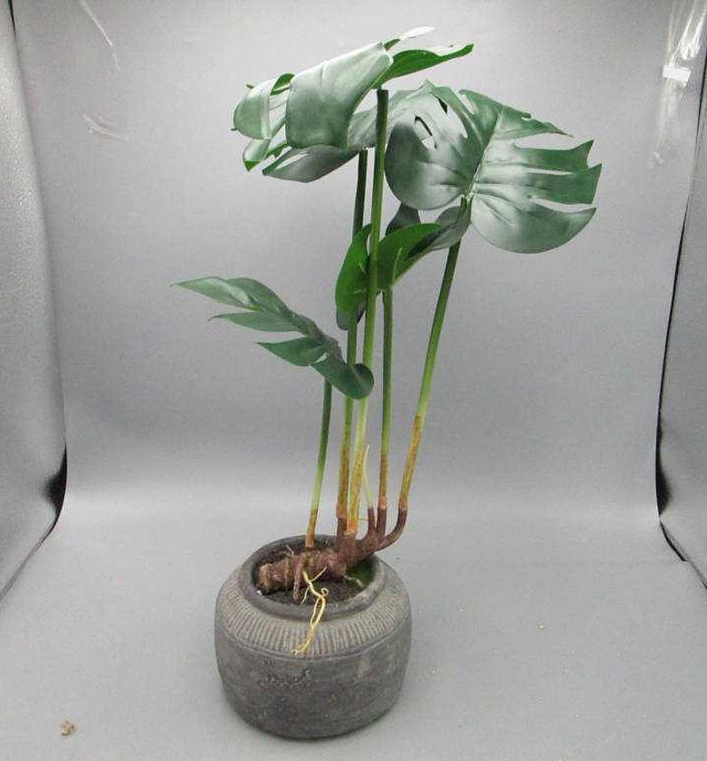 MONSTERA IN POT image