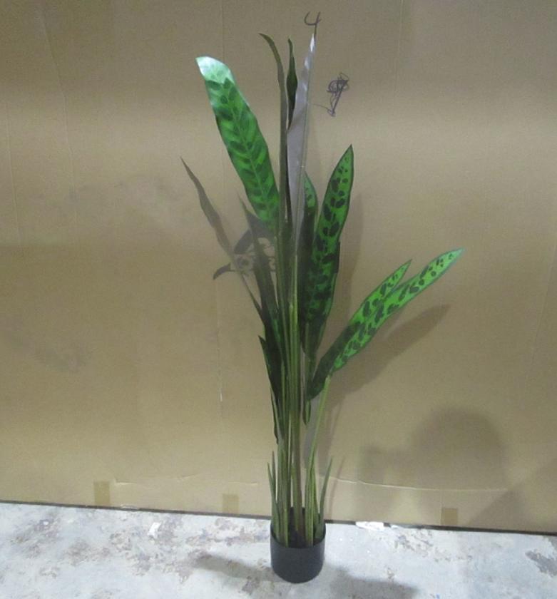 125cm real touch goeppertia image