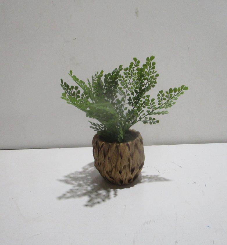 30cm fern x 10 lvs image