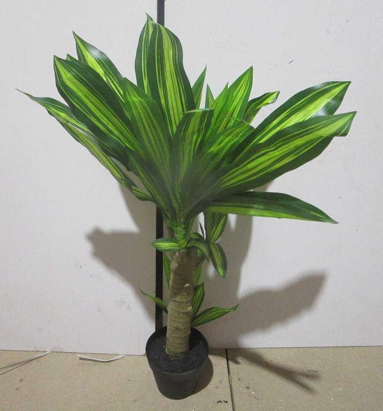 Brazilian iron potted plant55lvs image