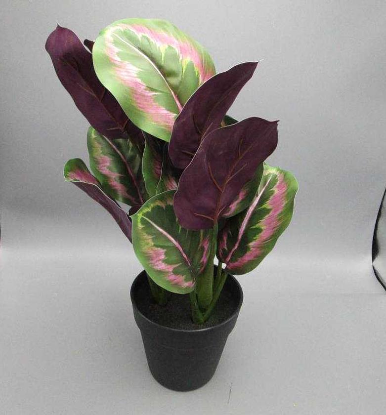 41cm Real touch calathea image