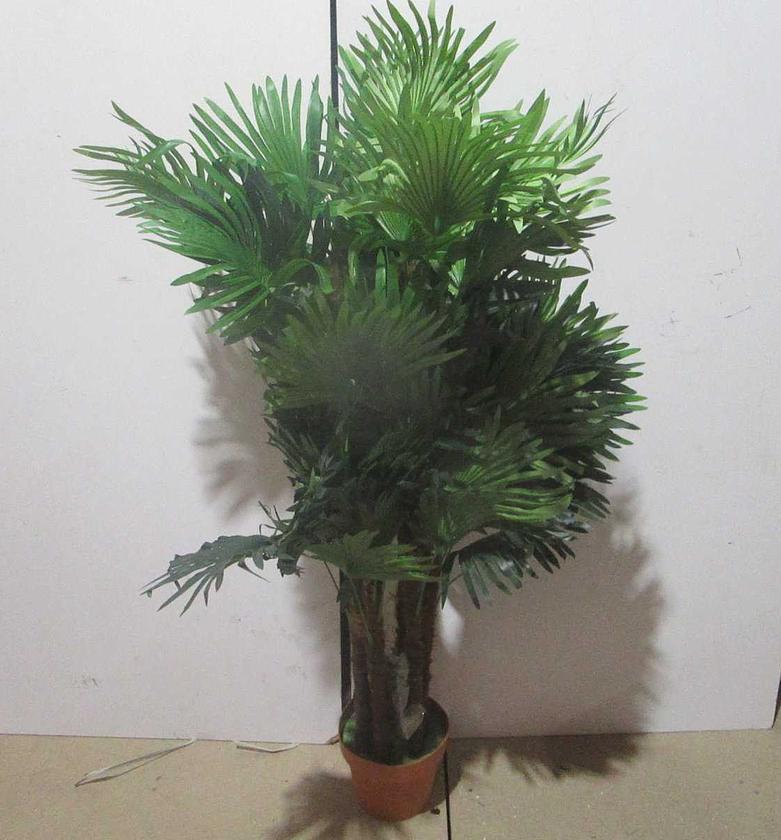 Lady palm 72lv image
