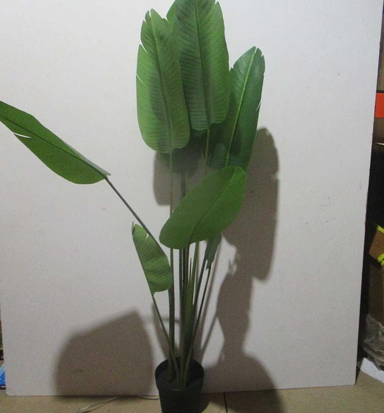 Paradisaeidae 9lvs image