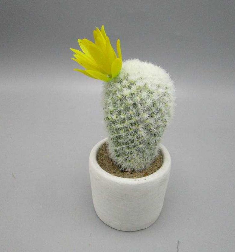 16cm Mini cactus in cemen image