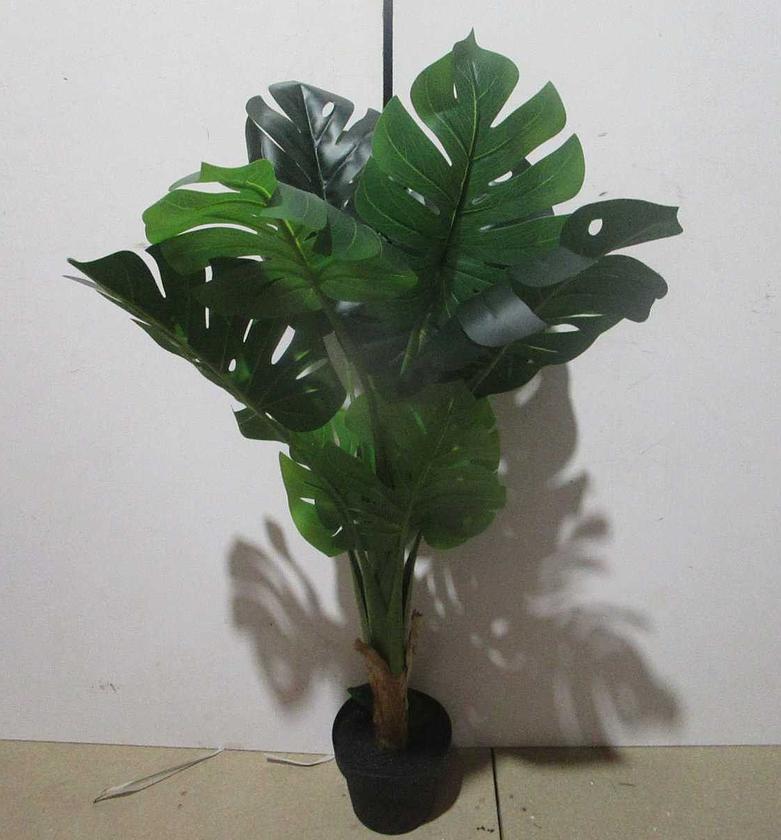 Monstera 9lvs  image