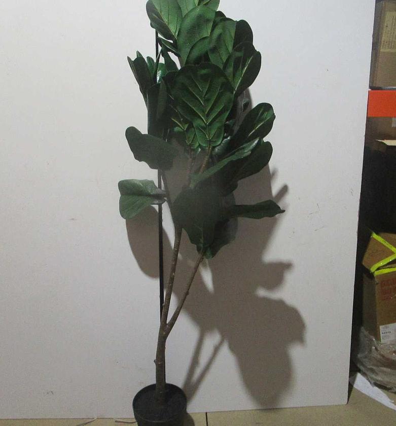 Ficus lurata 44lvspotted plant image