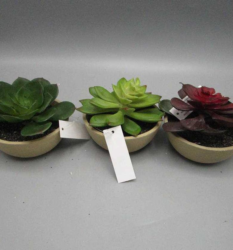 ASS 3 Succulent Lotus in image