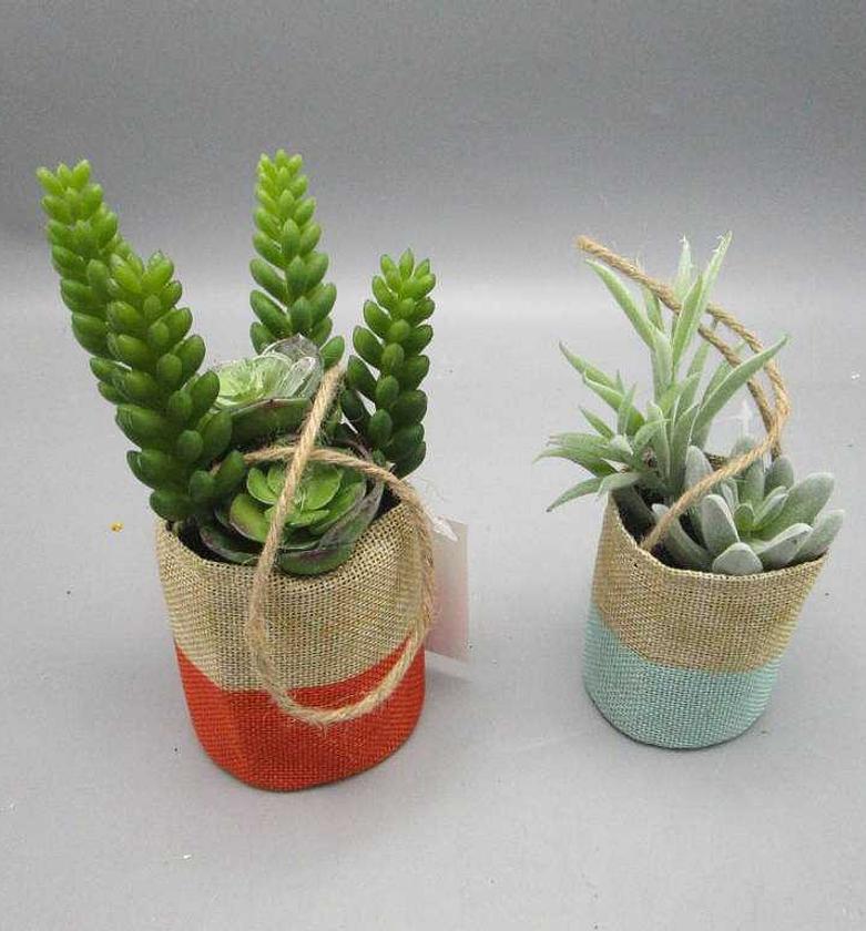 ASS 2 Mixed Succulent Lot image