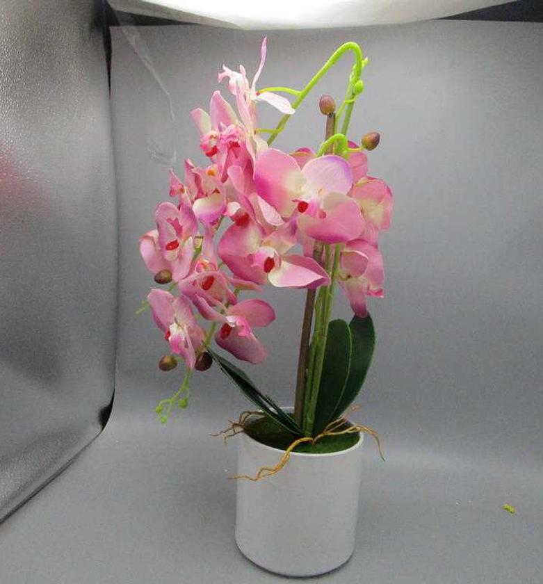 POTTED ORCHIDN3 BRANCHS O image