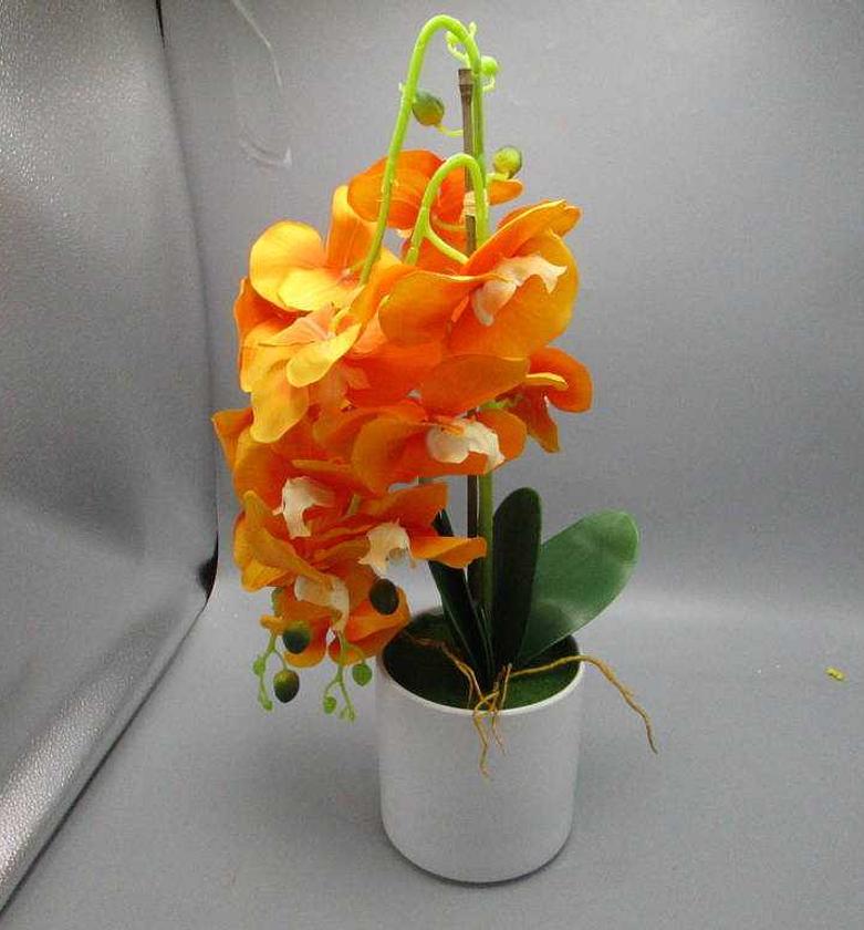 ORCHID IN POT 3 BRANCHS 1 image