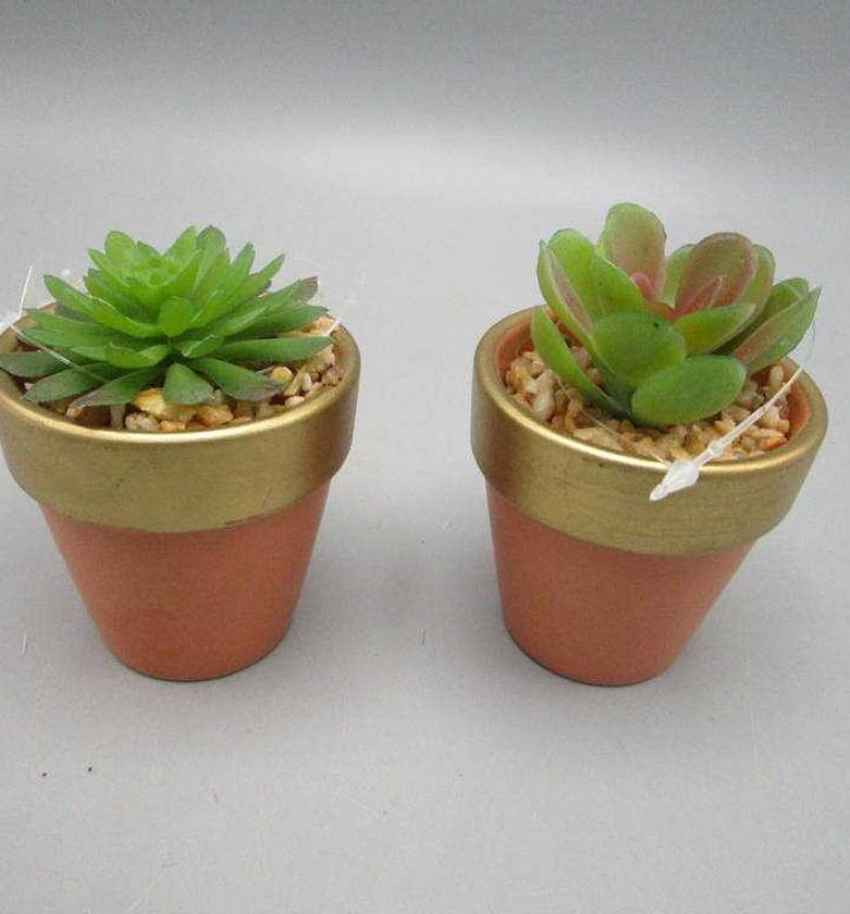 ASS 2 Succulent Lotus in image