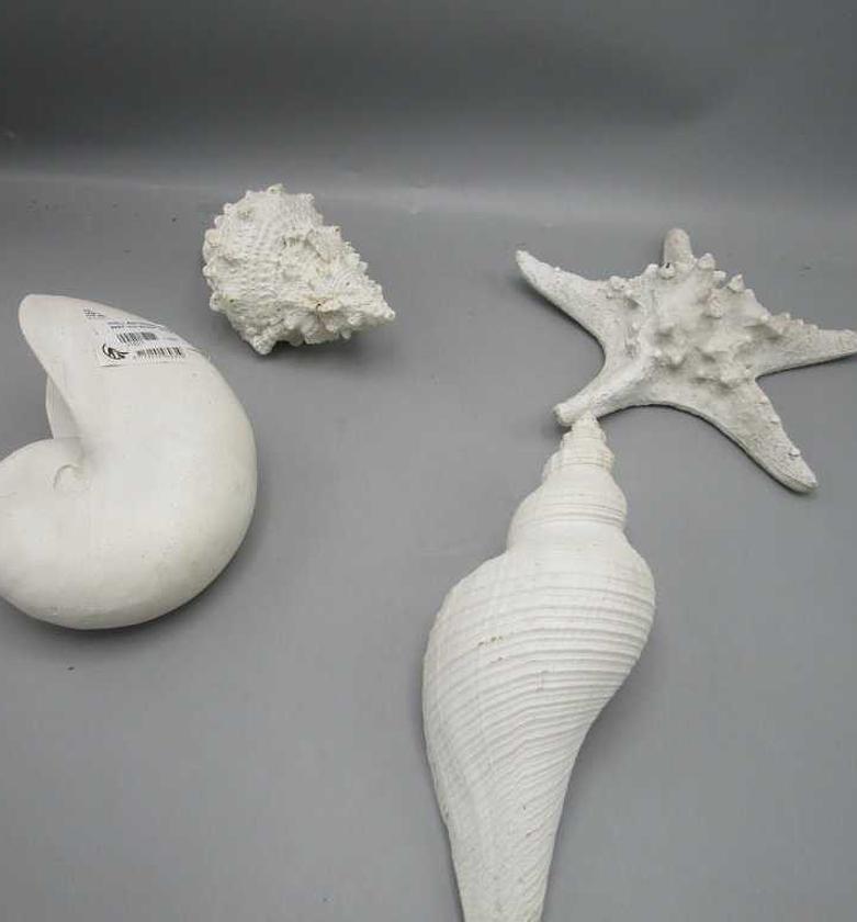 Shell and seastar 4ass design image