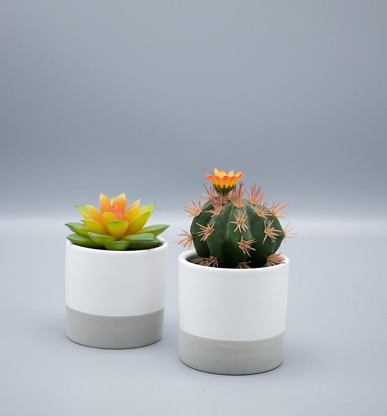 Succulents in ceramic pot image