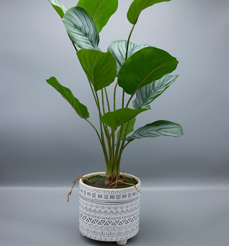 ARROWROOT IN POT 56CM image