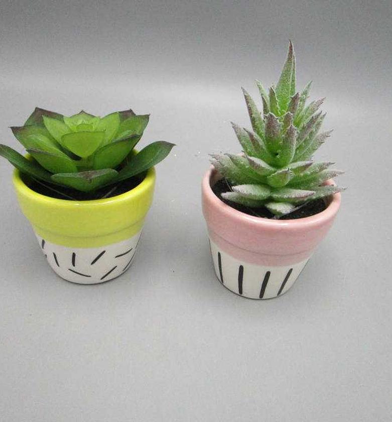 ASS 2 Succulent in Cerami image