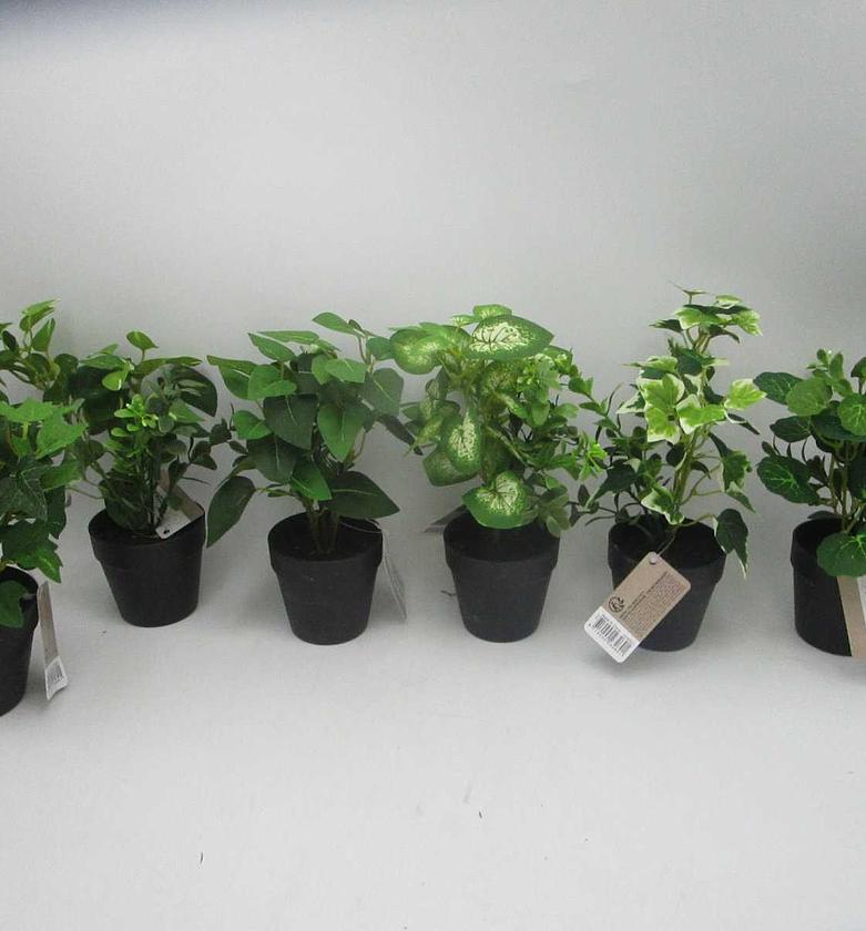 Plant in pot black pp image