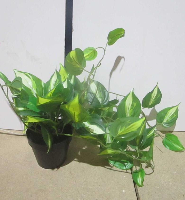 Emerald Cascade Hanging Potted Plant – White Edge Green Foliage image