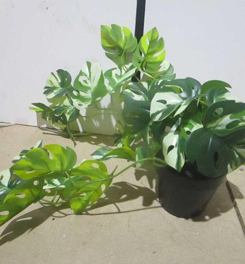 Mini White Monstera Hanging Potted Plant image