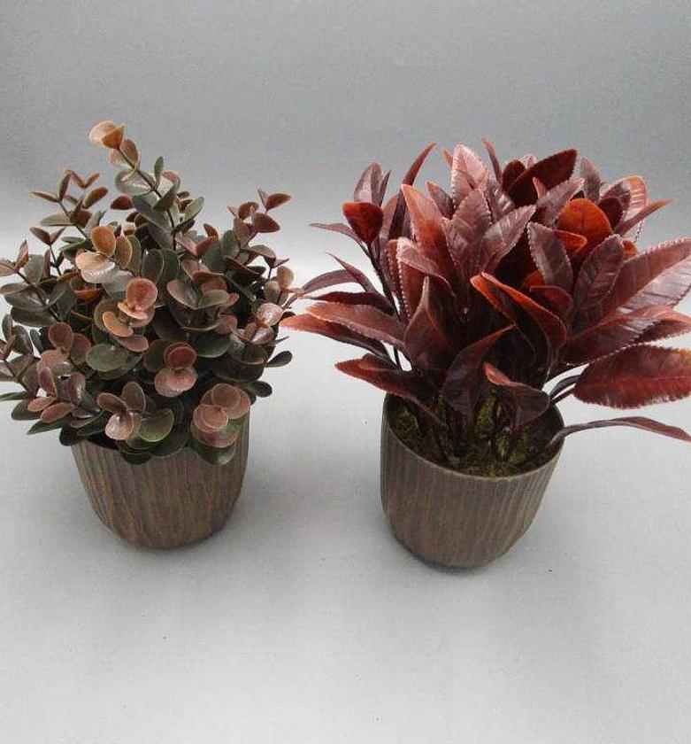 ASS 2 Eucalyptus in Plast image