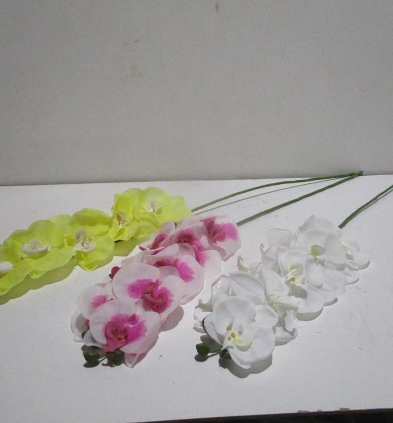 Single real touch orchid #ref:ch06406929 image