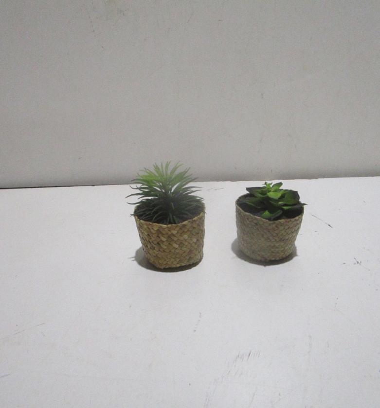 9cm succulent in straw pot(pot image