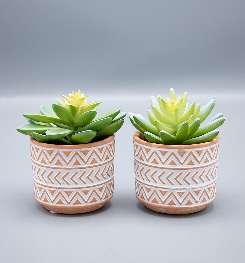 PIANTE GRASSE IN ETNIC VA image