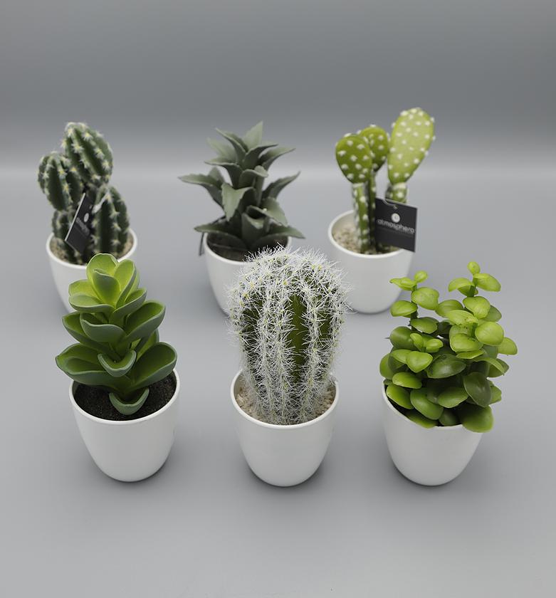 SUCCULENT CACTUS BOX image