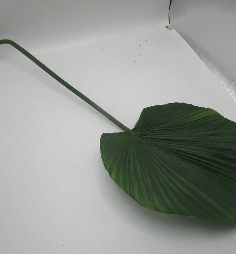 Artificial pu fan palm le image